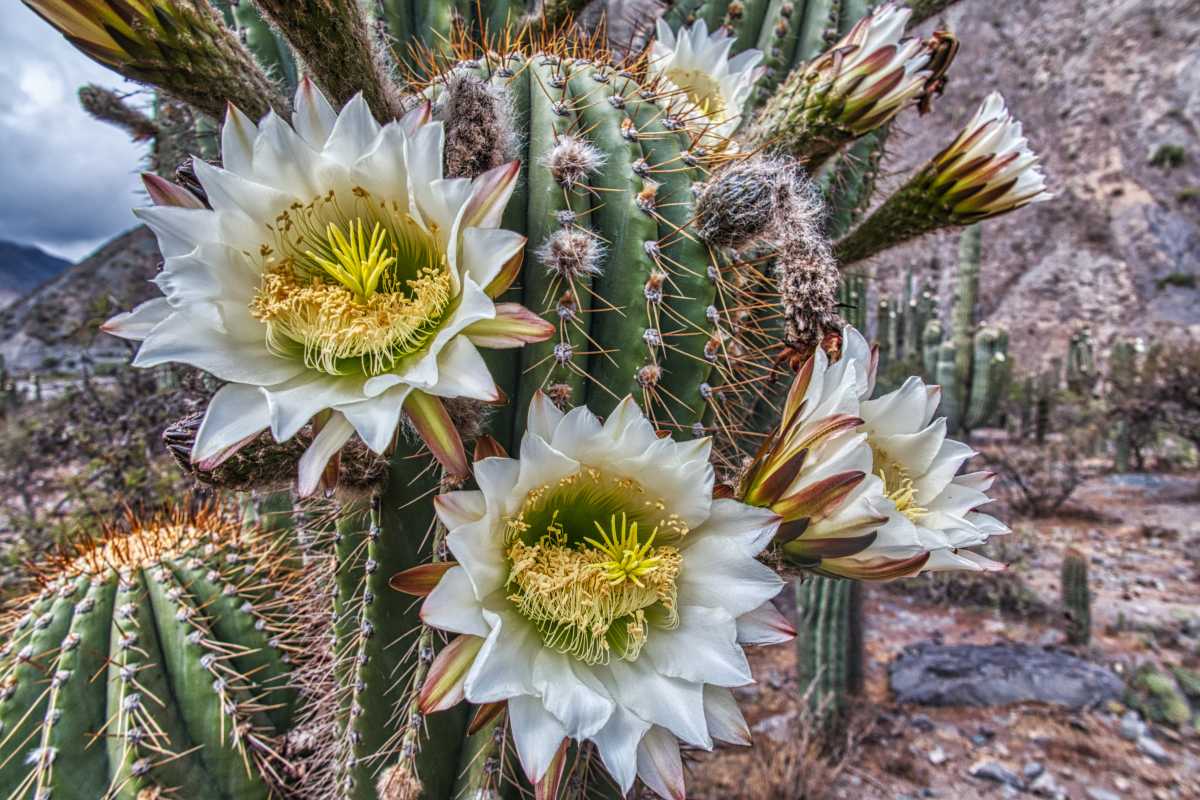 photos des cactus d'argentine