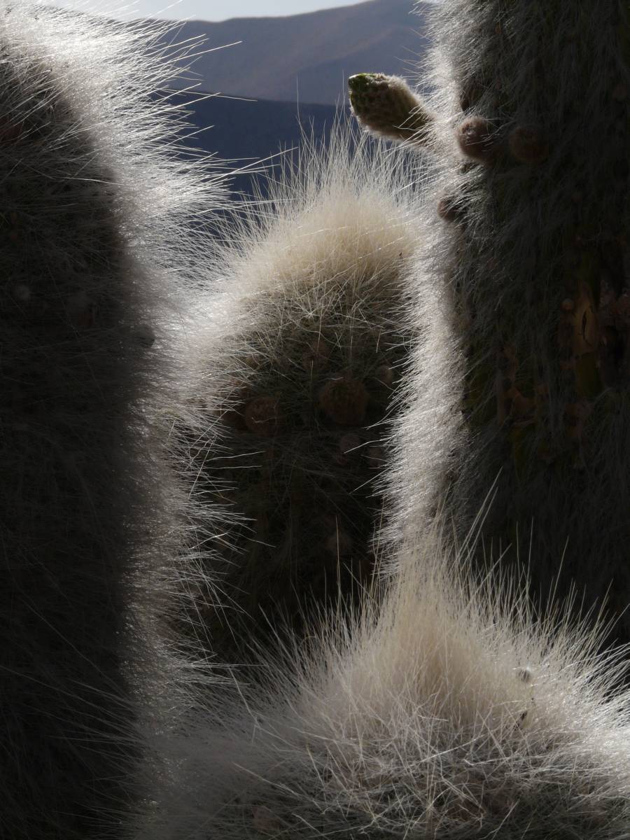 photos des cactus d'argentine