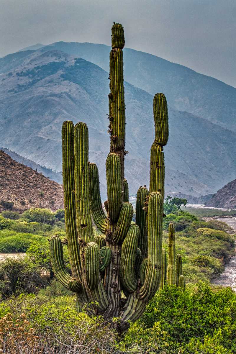 photos des cactus d'argentine