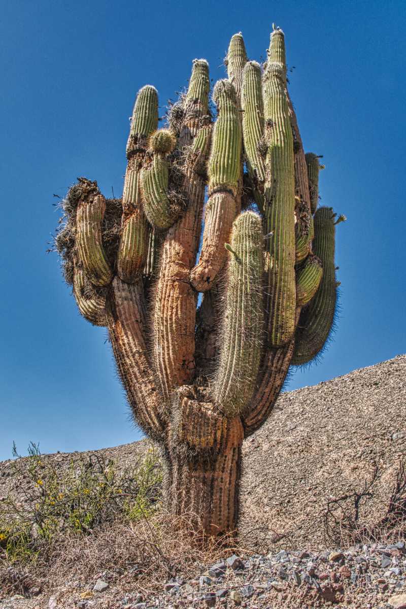 photos des cactus d'argentine