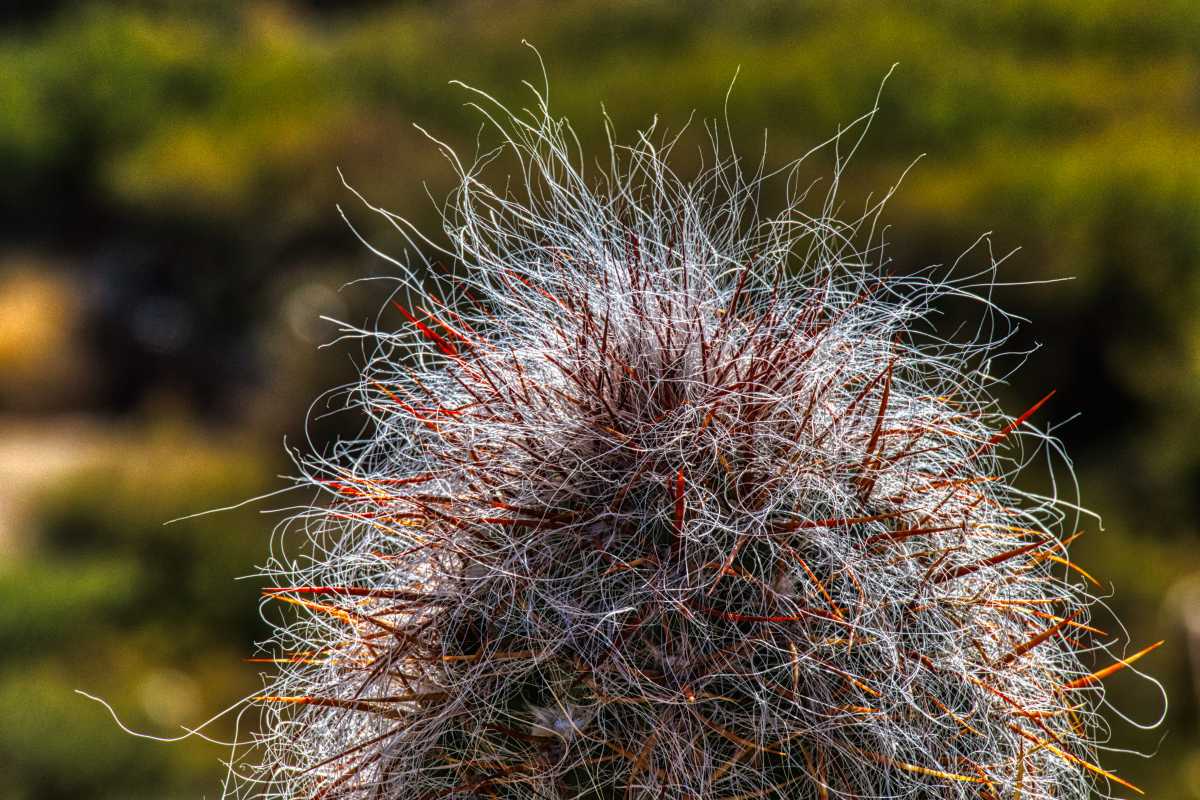 photos des cactus d'argentine