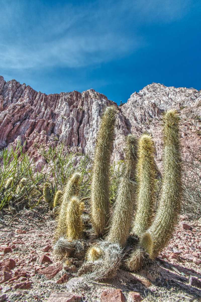 photos des cactus d'argentine