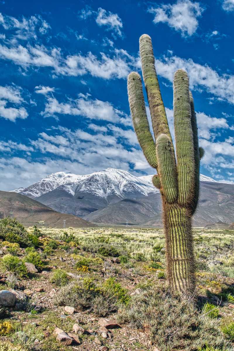 photos des cactus d'argentine