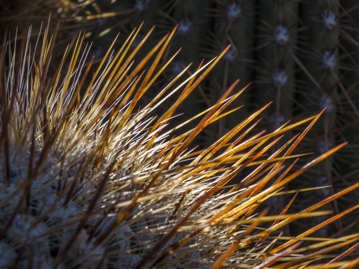 photos des cactus d'argentine