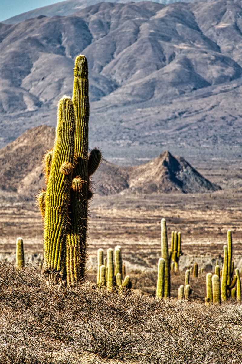photos des cactus d'argentine