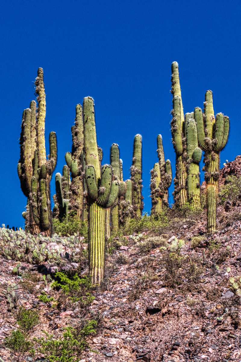 photos des cactus d'argentine
