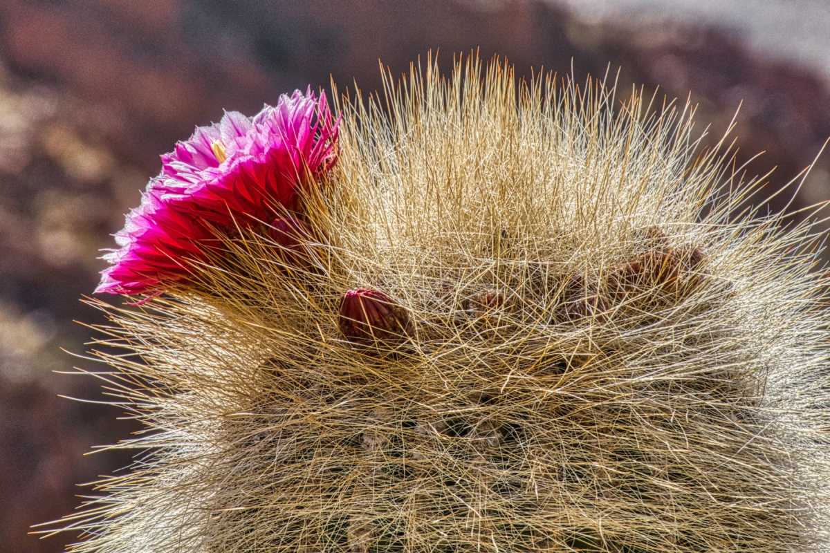 photos des cactus d'argentine