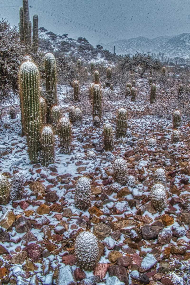 photos des cactus d'argentine