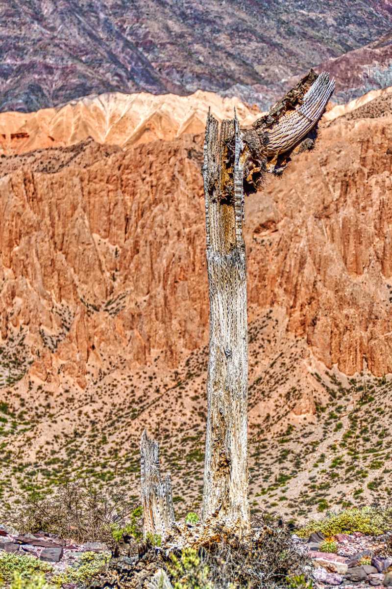 photos des cactus d'argentine