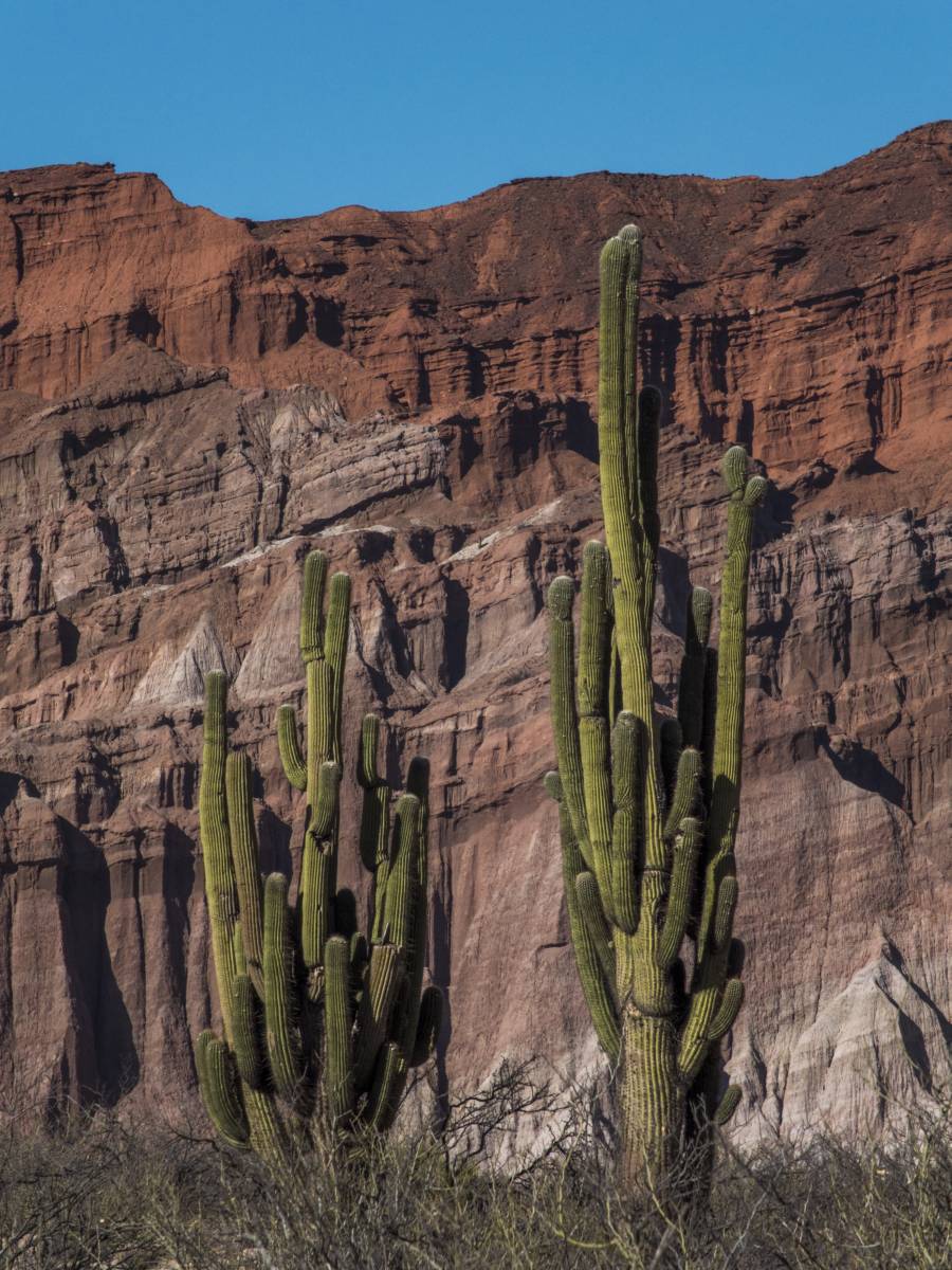 photos des cactus d'argentine