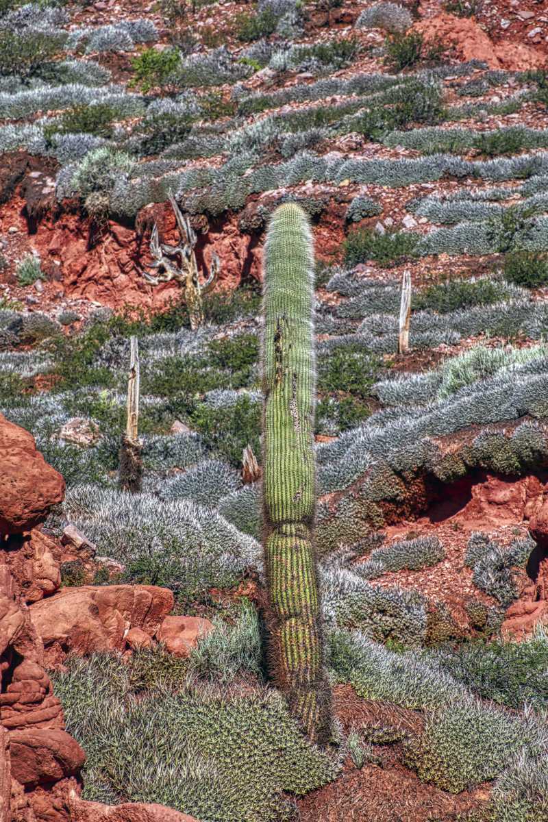 photos des cactus d'argentine