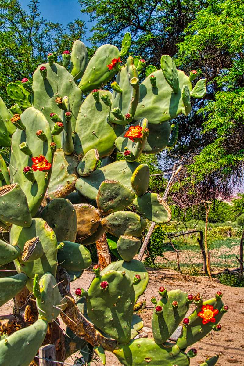 photos des cactus d'argentine