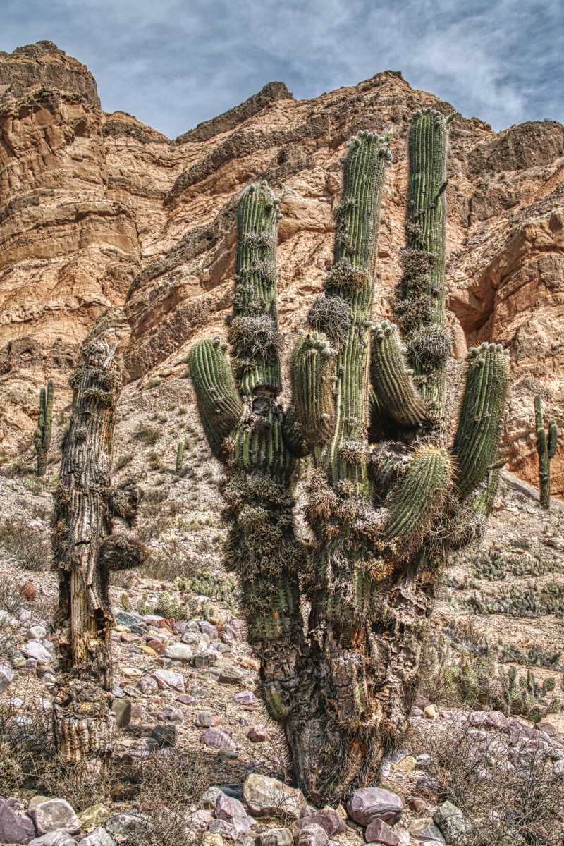 photos des cactus d'argentine