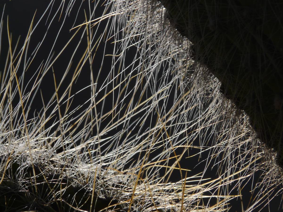 photos des cactus d'argentine