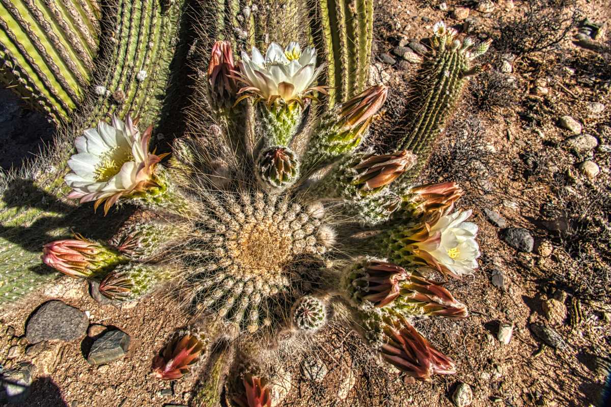 photos des cactus d'argentine