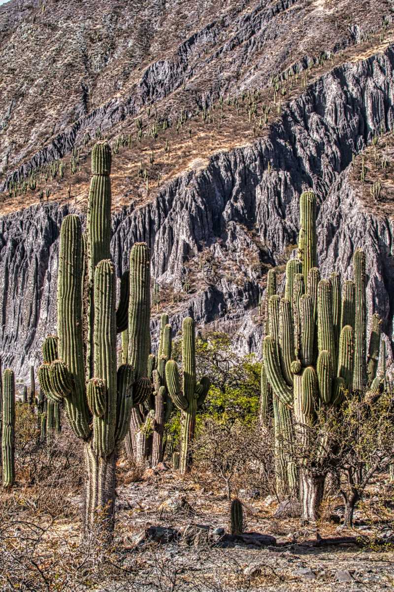 photos des cactus d'argentine