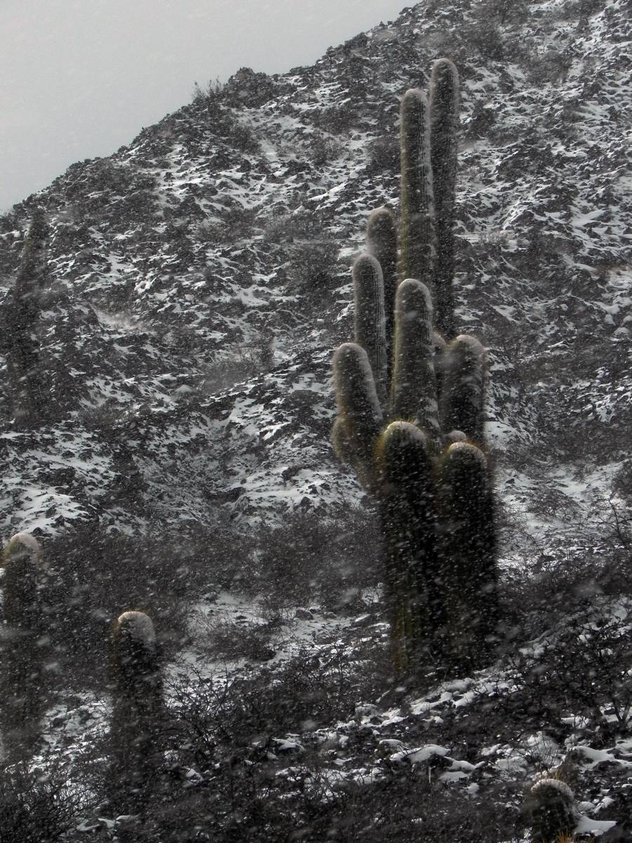 photos des cactus d'argentine