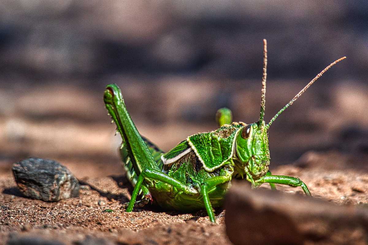 photos des animaux d'argentine