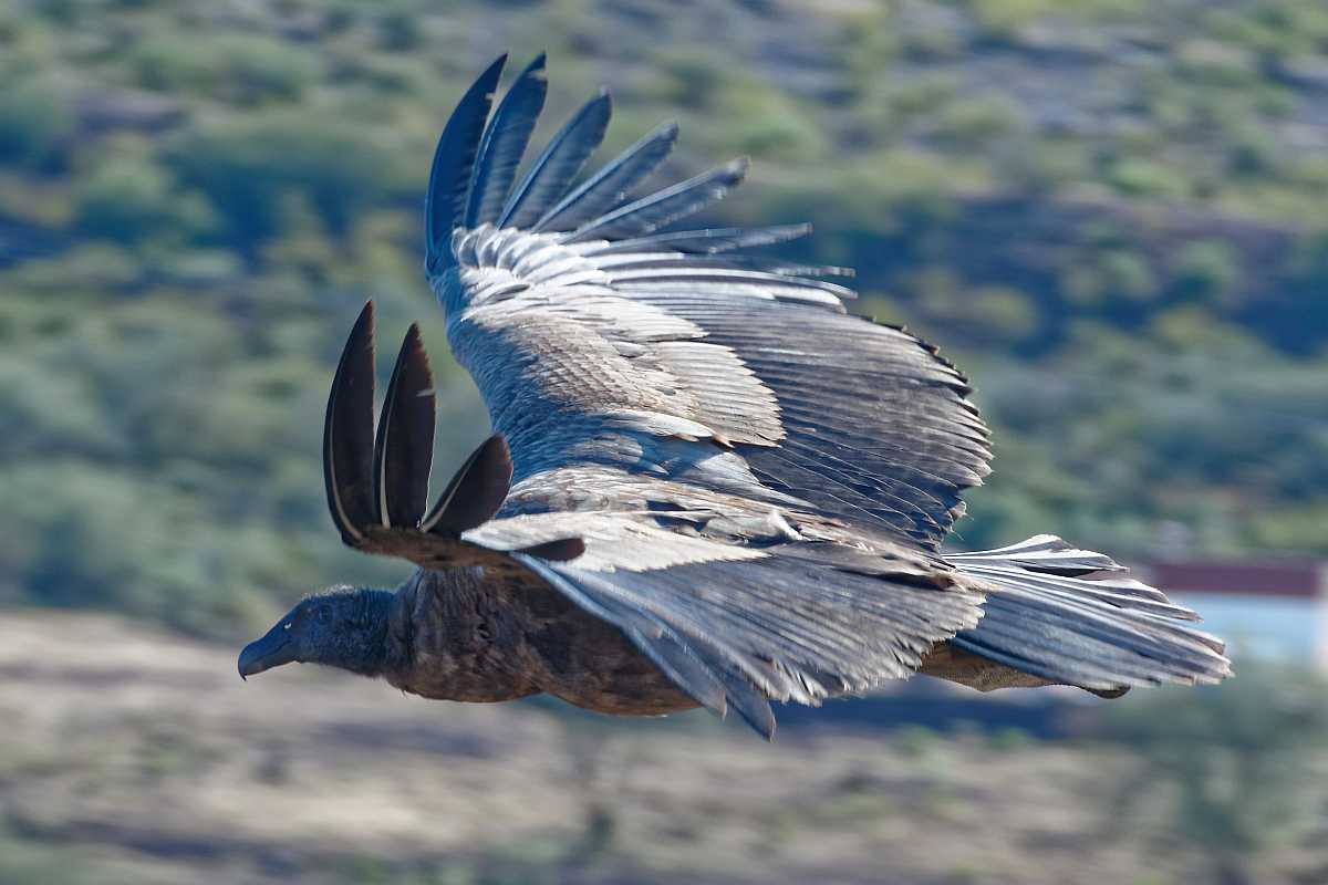 photos des animaux d'argentine
