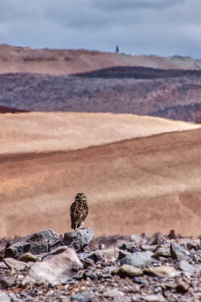 photos des animaux d'argentine