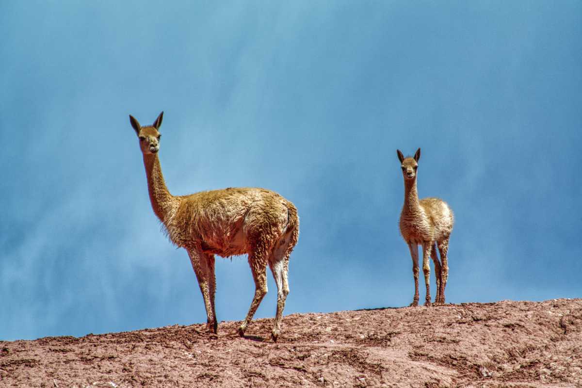 photos des animaux d'argentine