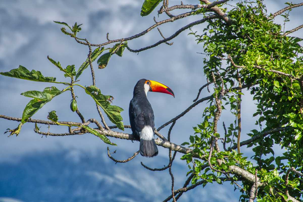 photos des animaux d'argentine