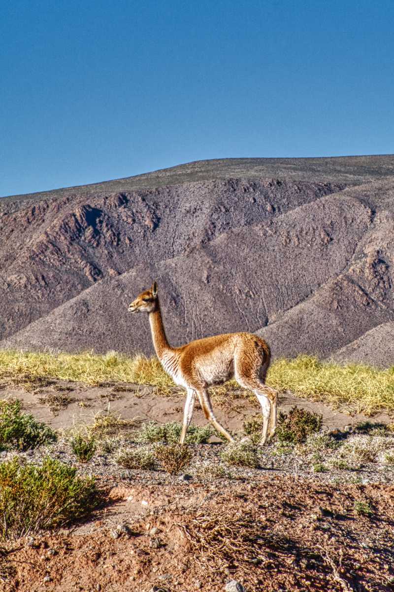 photos des animaux d'argentine