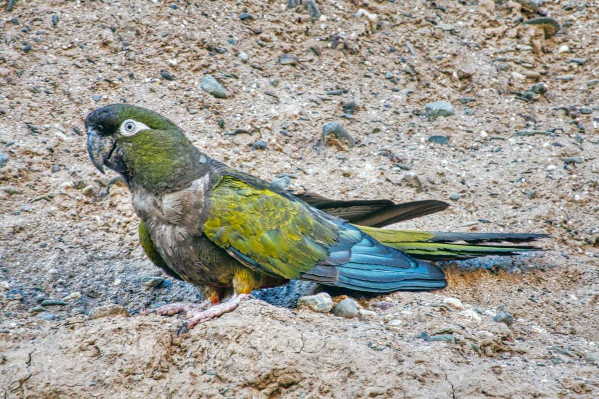 photos des animaux d'argentine