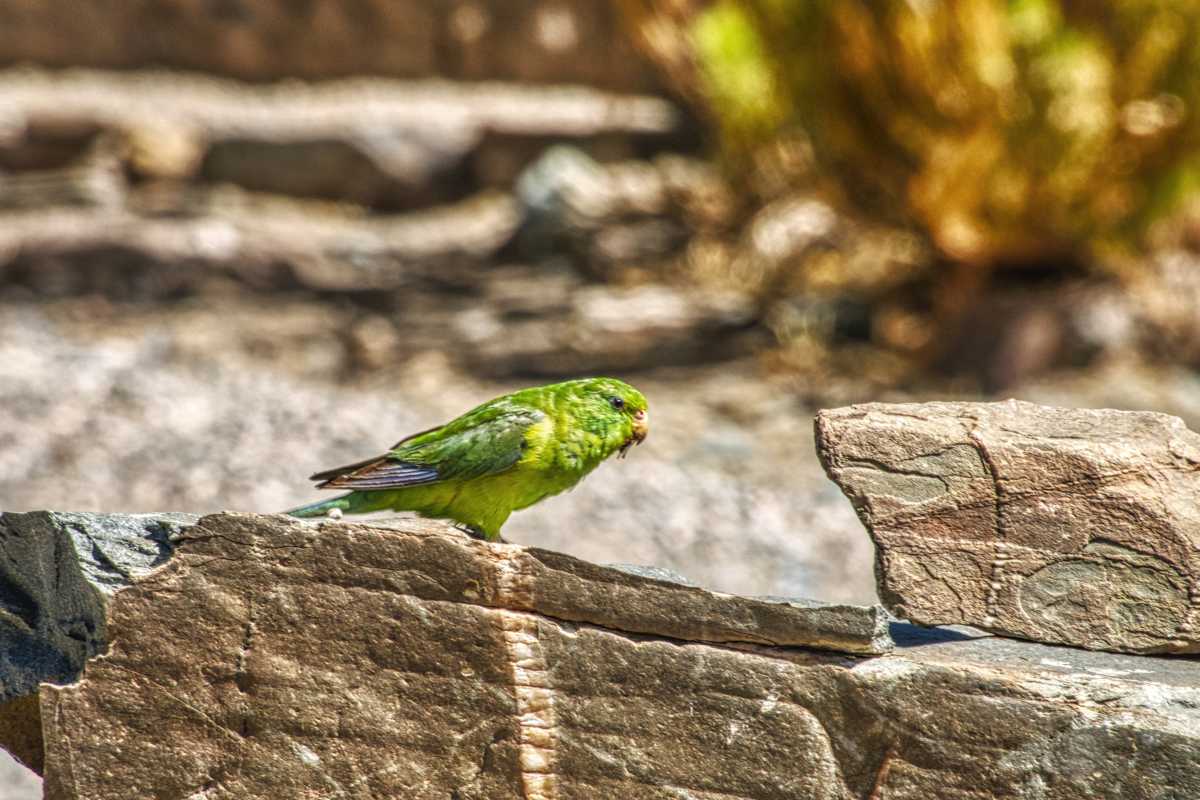 photos des animaux d'argentine