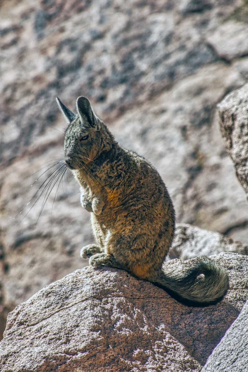 photos des animaux d'argentine