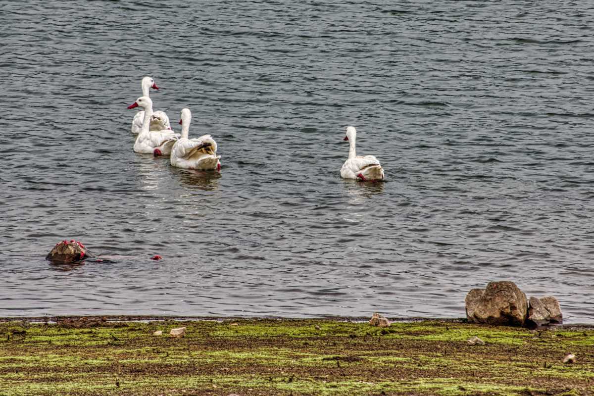 photos des animaux d'argentine