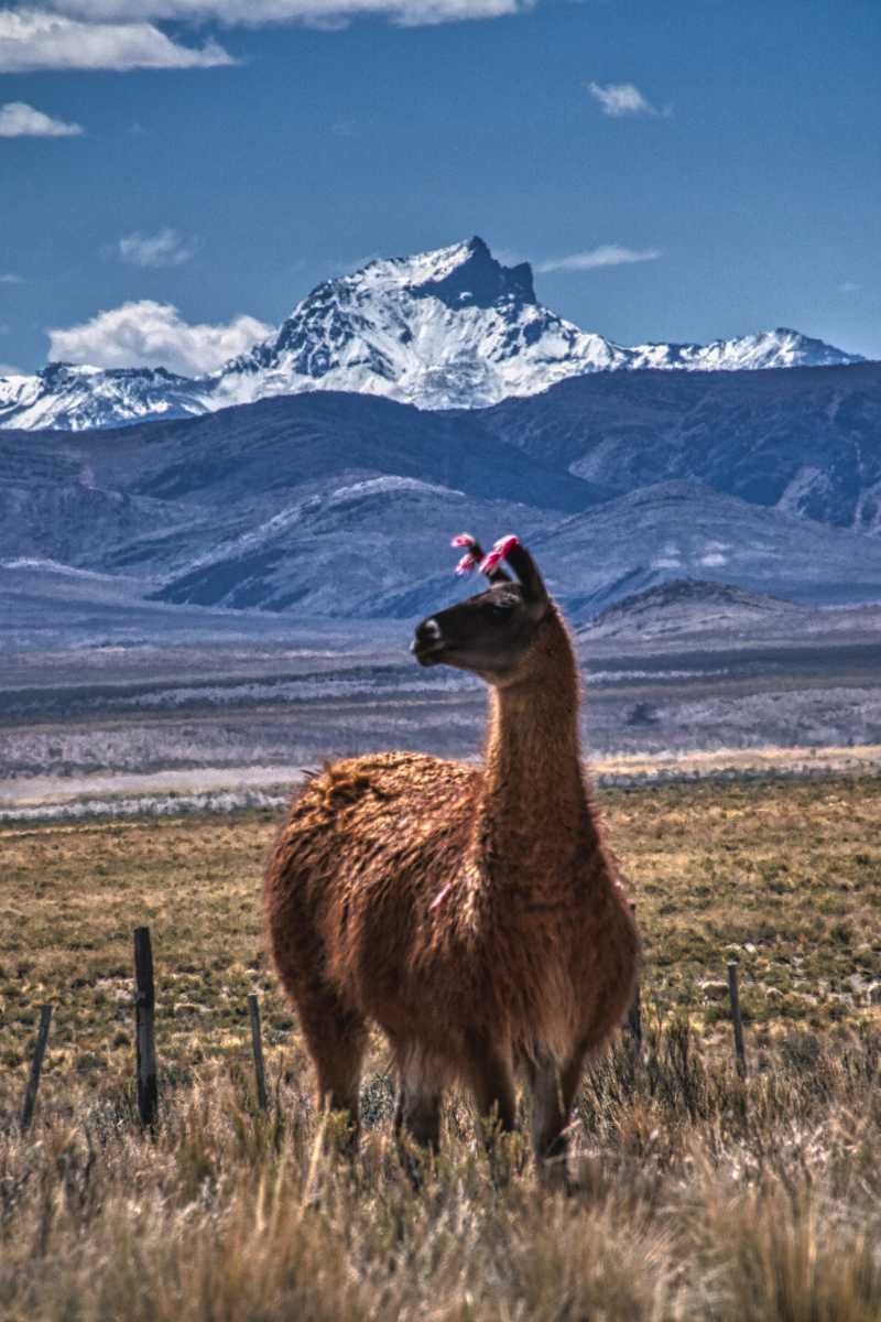 photos des animaux d'argentine