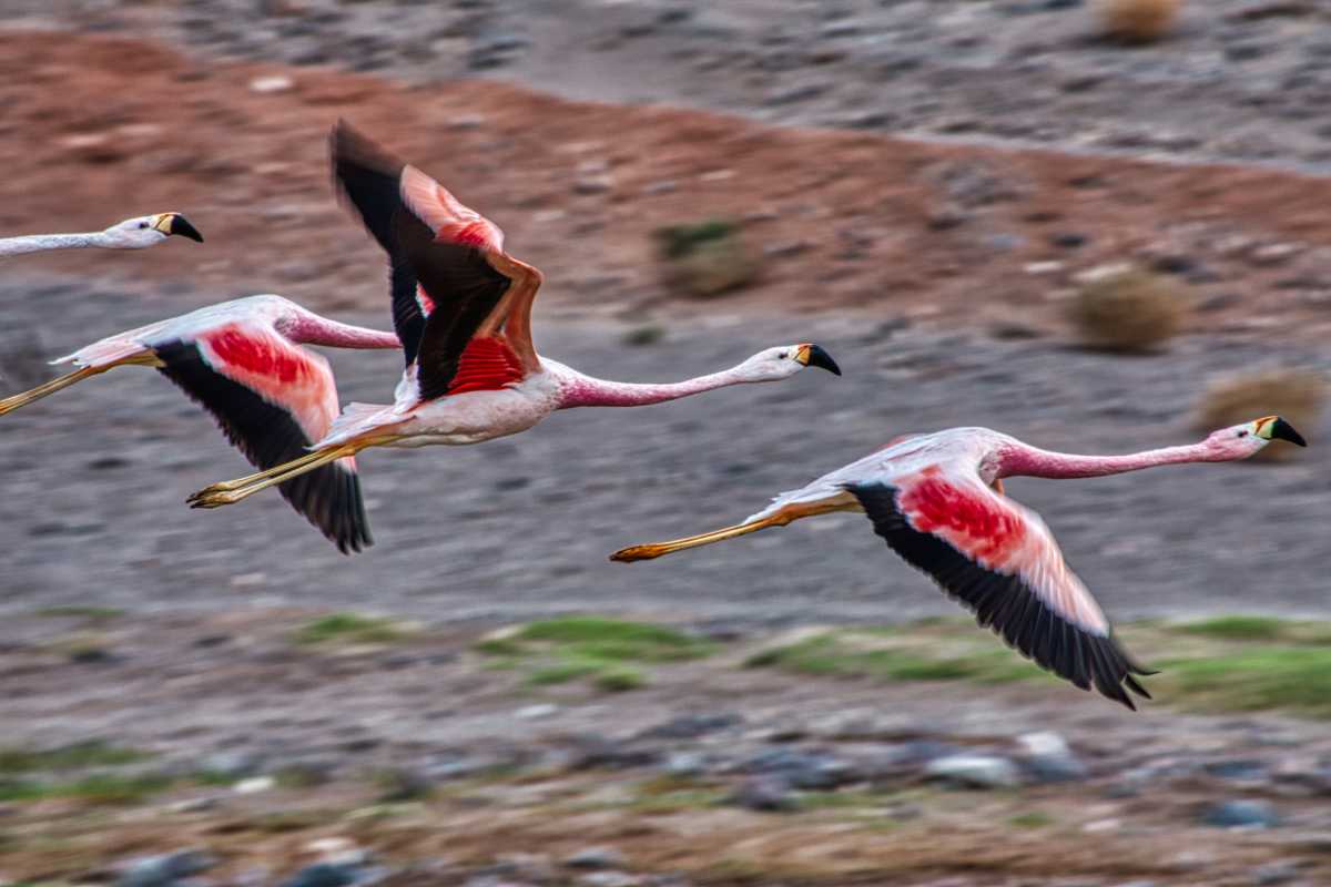 photos des animaux d'argentine