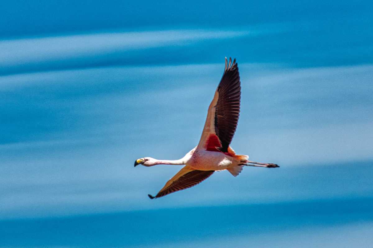 photos des animaux d'argentine