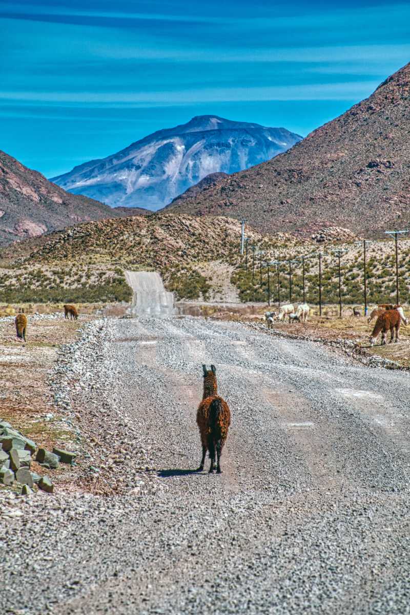 photos des animaux d'argentine