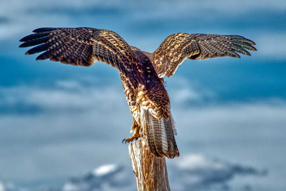 photos des animaux d'argentine