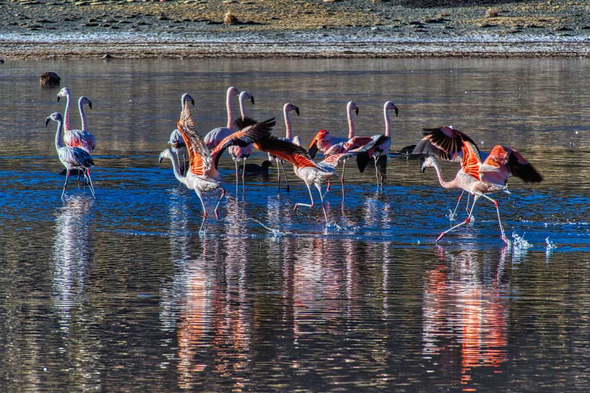 photos des animaux d'argentine