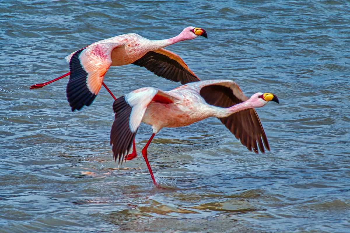 photos des animaux d'argentine