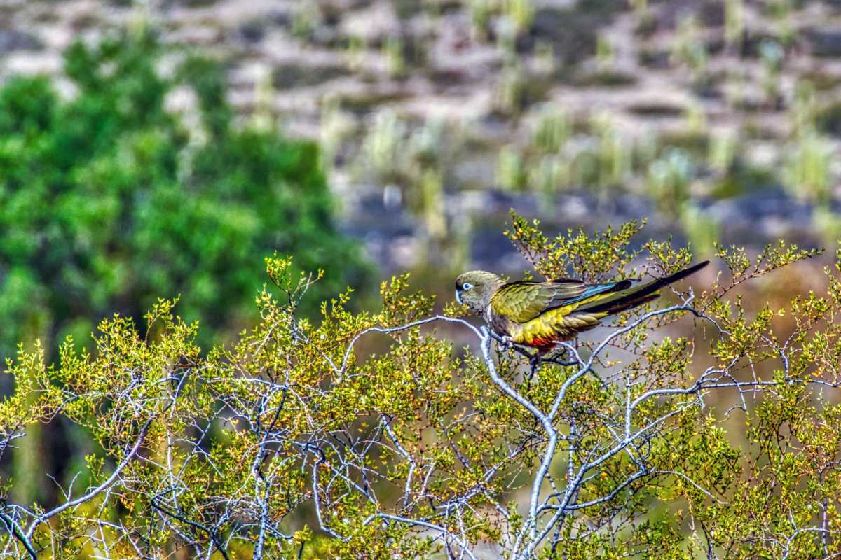 photos des animaux d'argentine