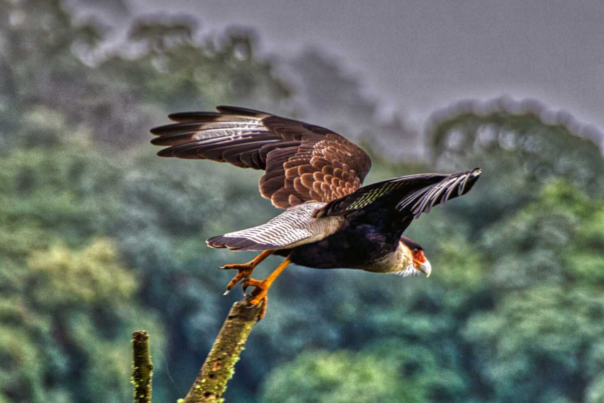 photos des animaux d'argentine