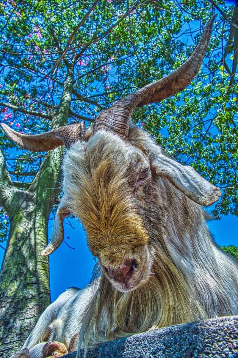 photos des animaux d'argentine
