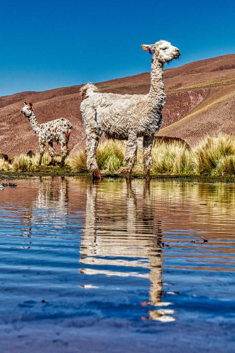 photos des animaux d'argentine