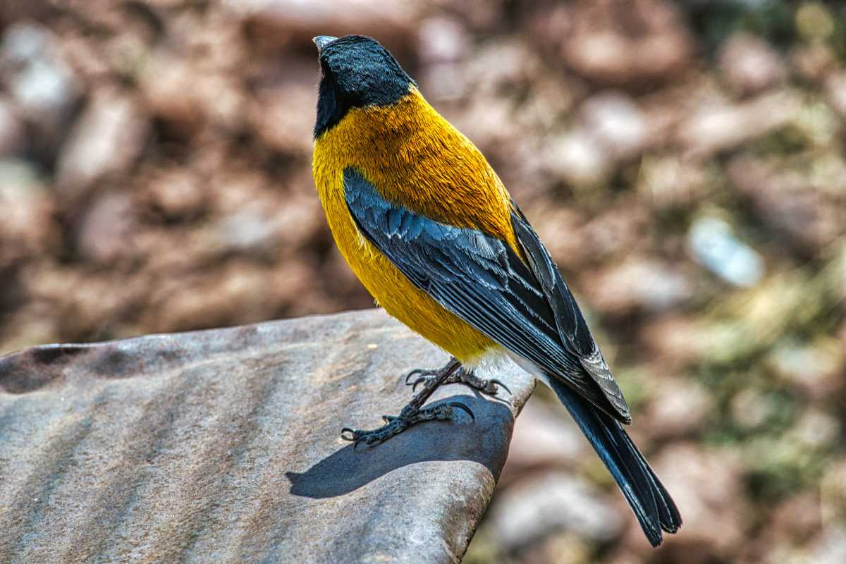 photos des animaux d'argentine