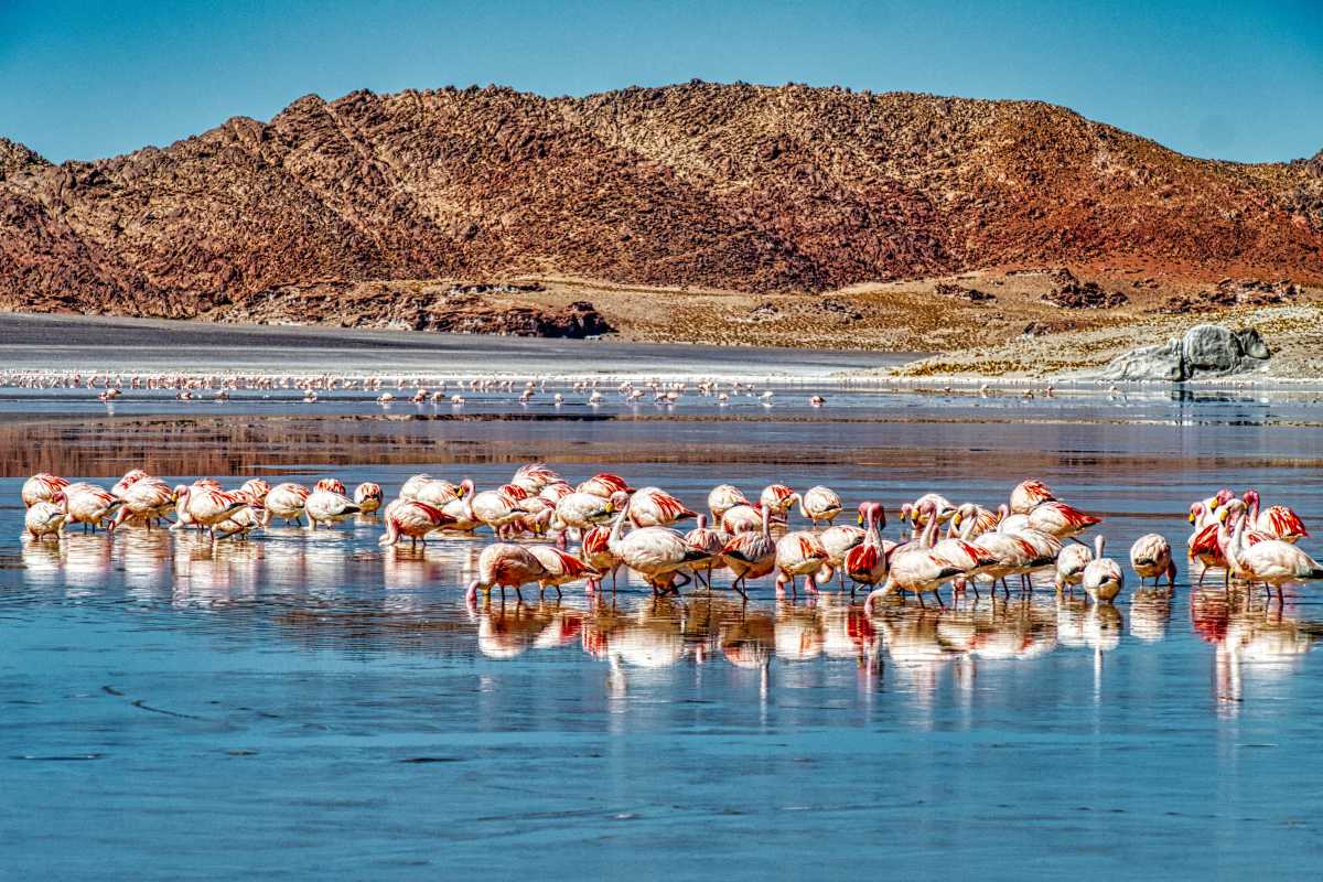 photos des animaux d'argentine