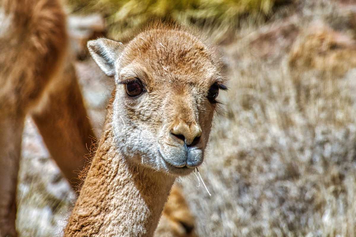 photos des animaux d'argentine