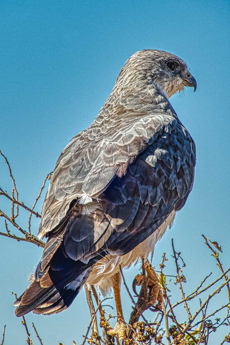 photos des animaux d'argentine