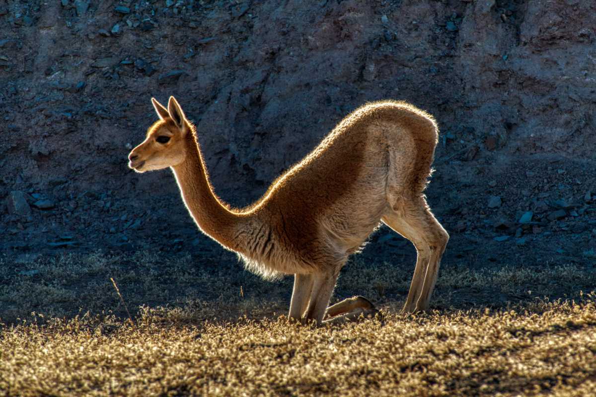 photos des animaux d'argentine