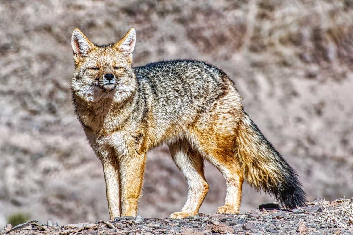 photos des animaux d'argentine