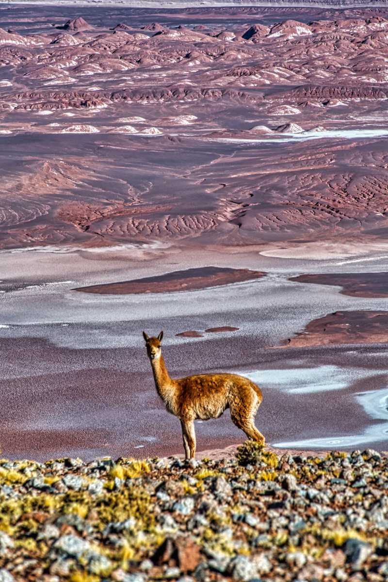 photos des animaux d'argentine