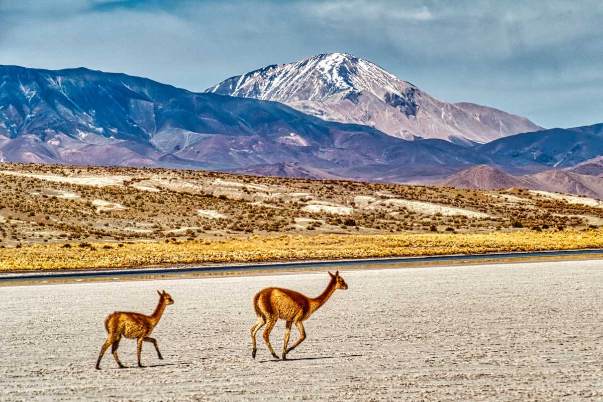 photos des animaux d'argentine